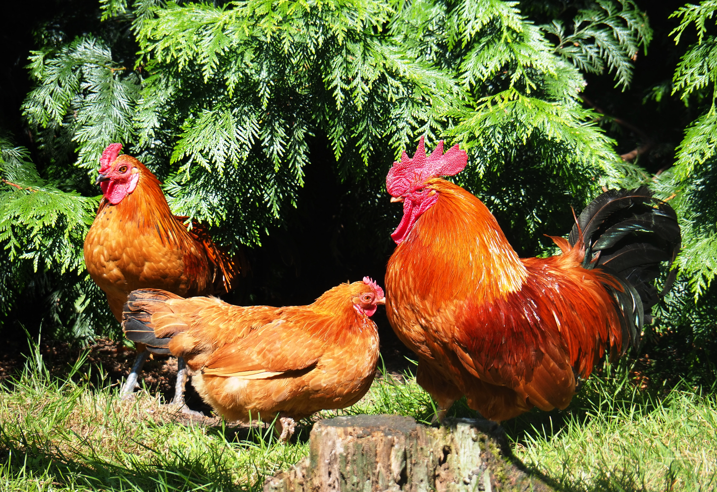 Free-ranging chickens (Gallus gallus domesticus), 2019-08-04