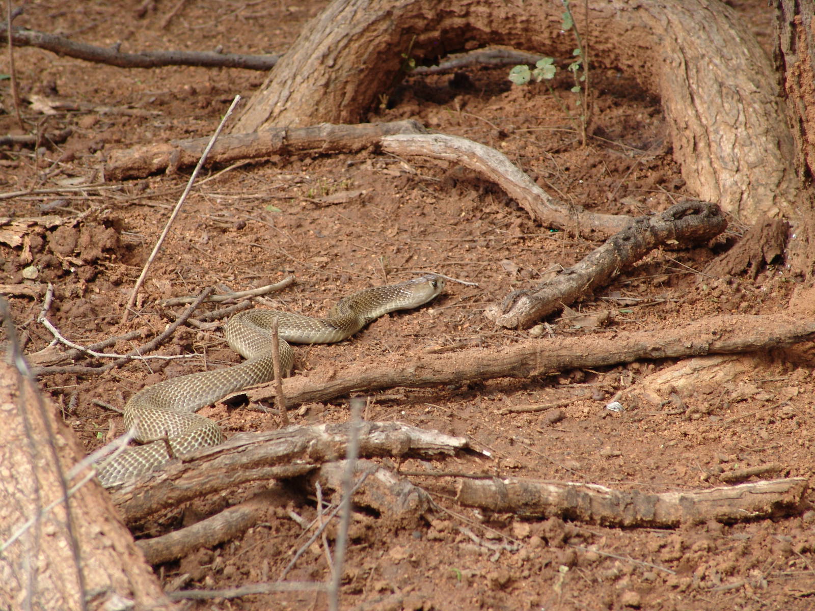 Free ranging Cobra at the zoo!