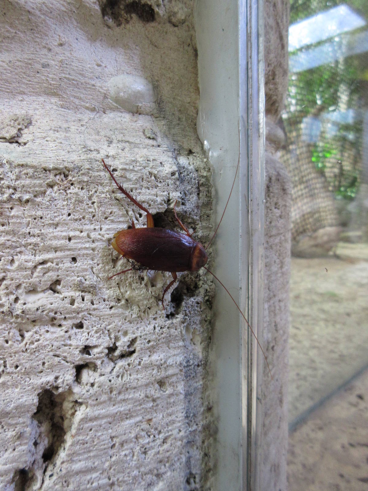 Free-Ranging Cockroach