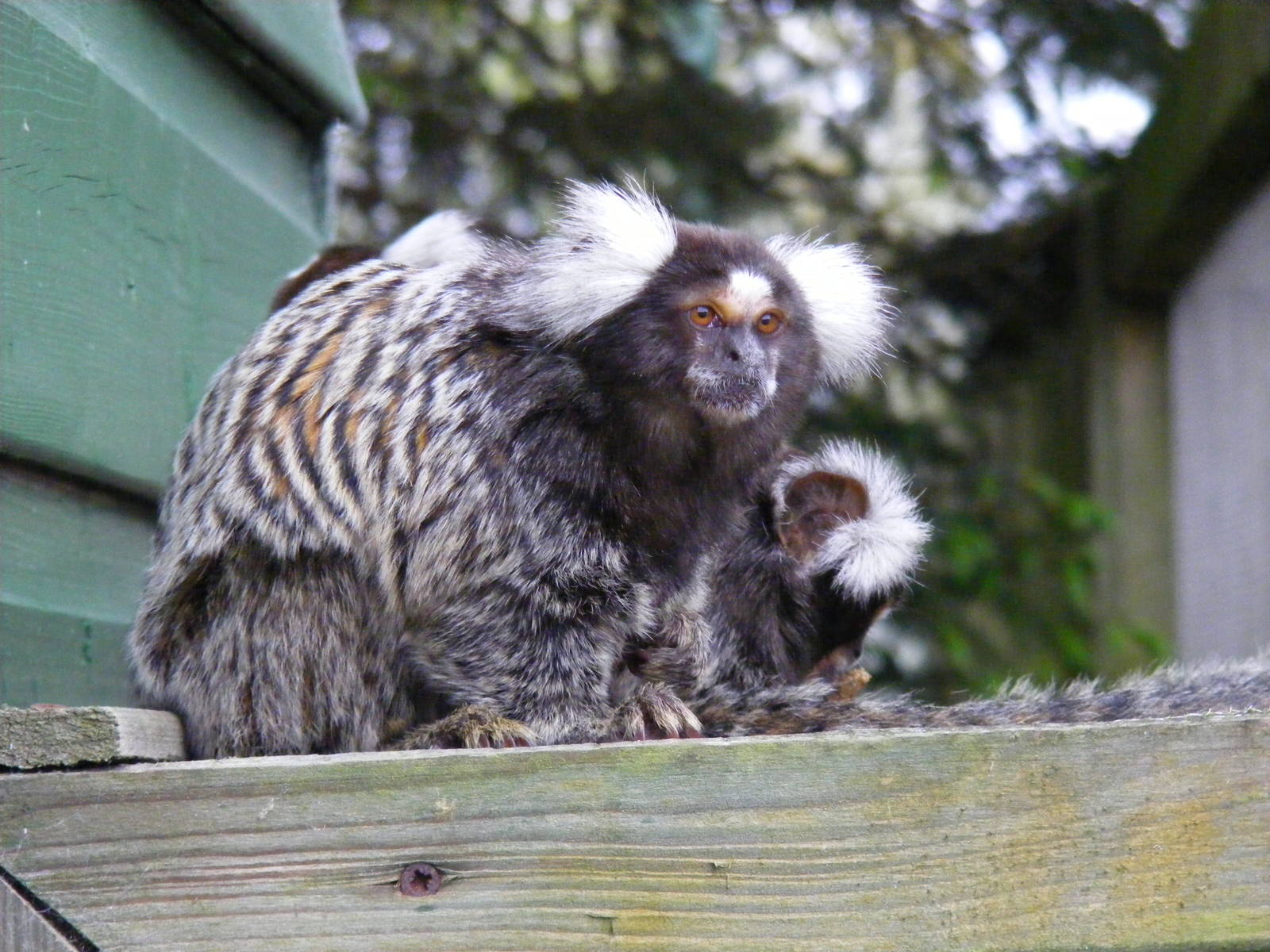 Free-ranging common marmosets at Blair Drummond Safari Park, 19 May 2010