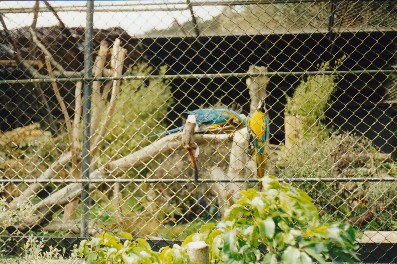 free-ranging cotton-top tamarins harrassing macaws
