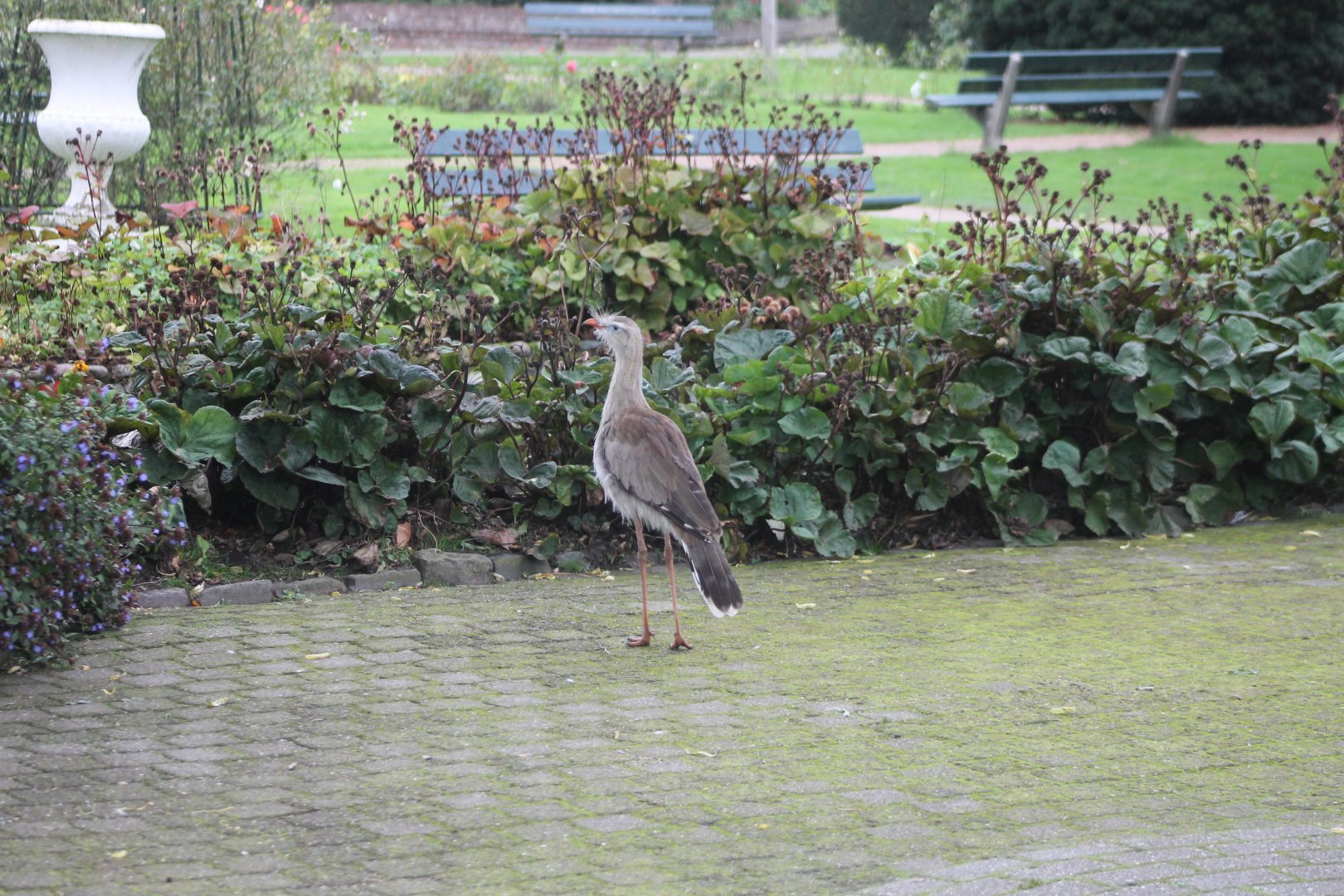 Free-ranging Crested seriema