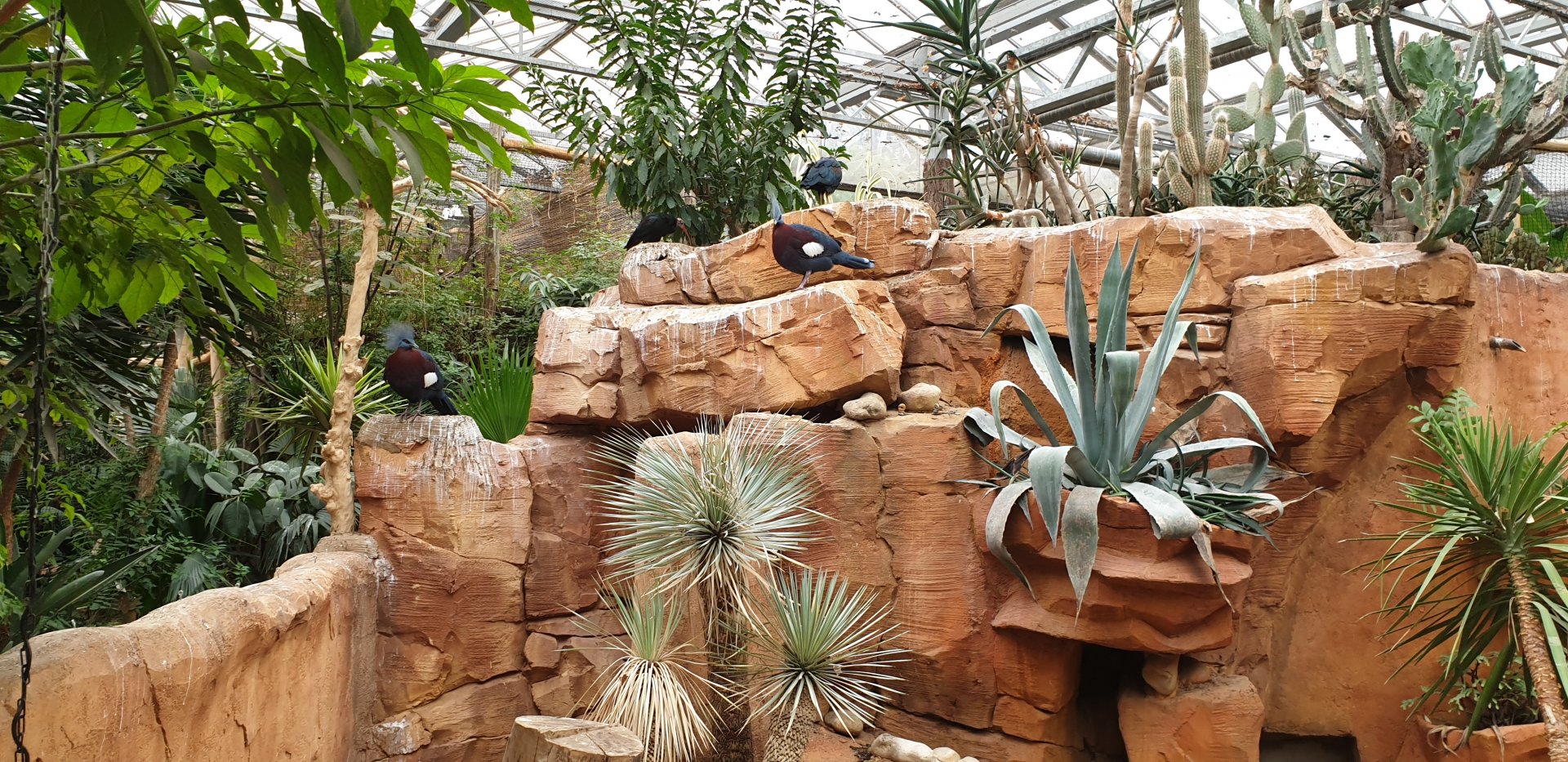 Free-ranging Crowned pigeons and Southern bald ibis in the Oasis