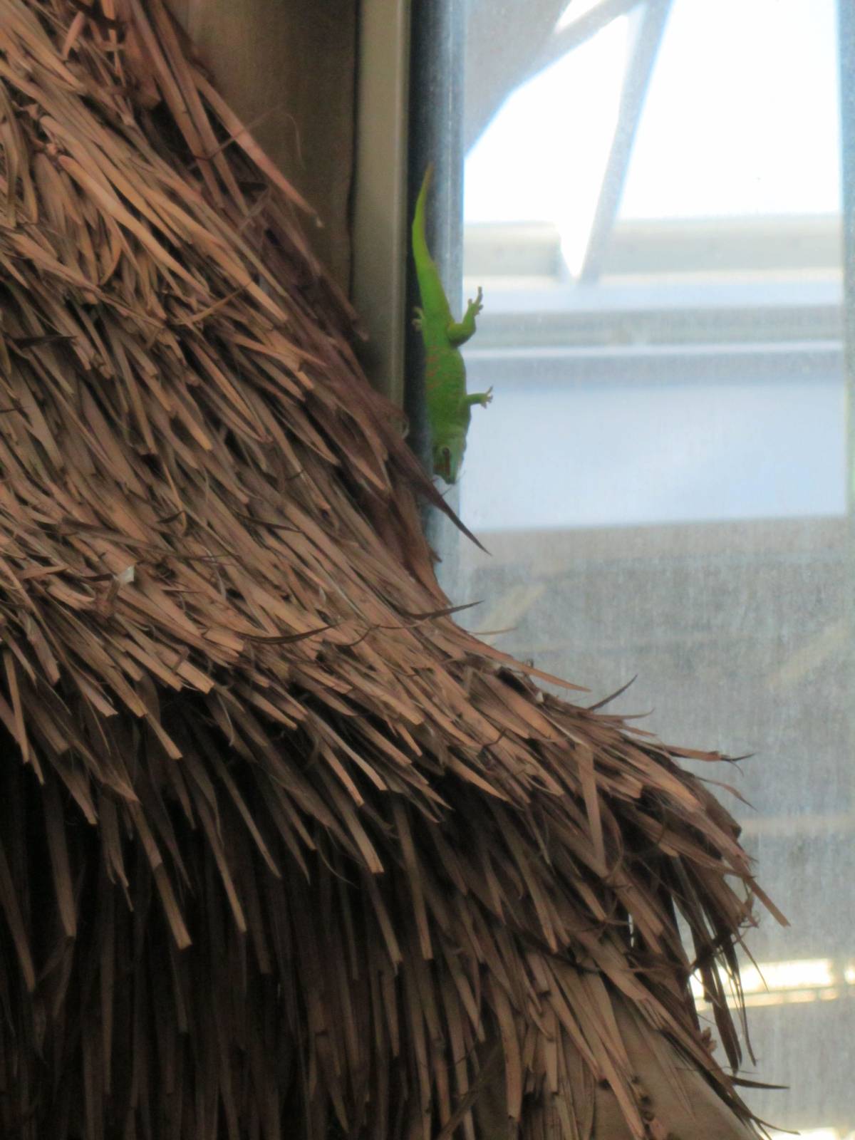 Free Ranging Day Gecko