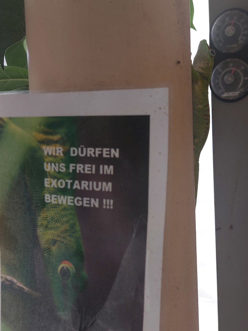 Free-ranging day geckos in exotarium