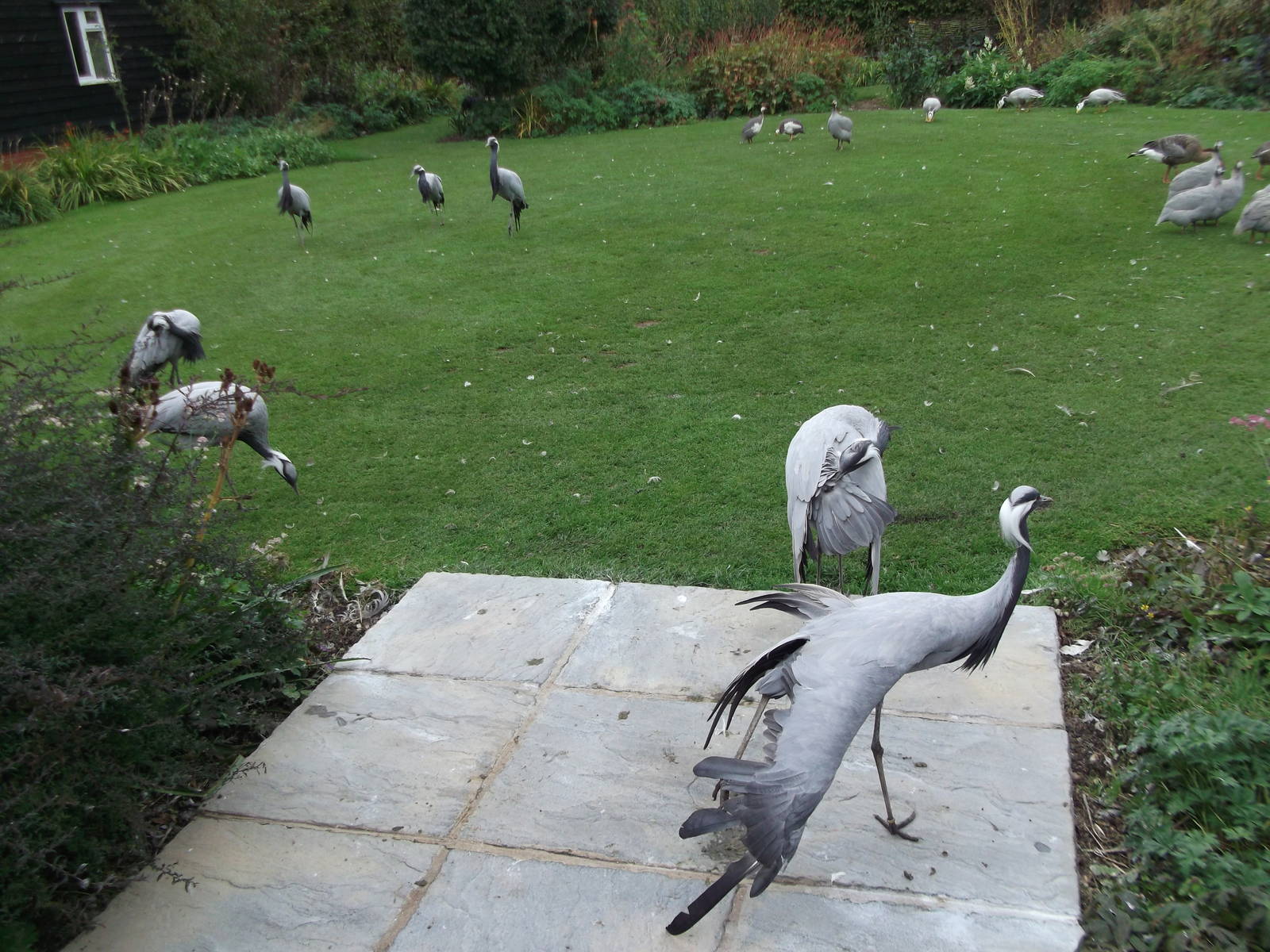 Free ranging Demoiselle Cranes