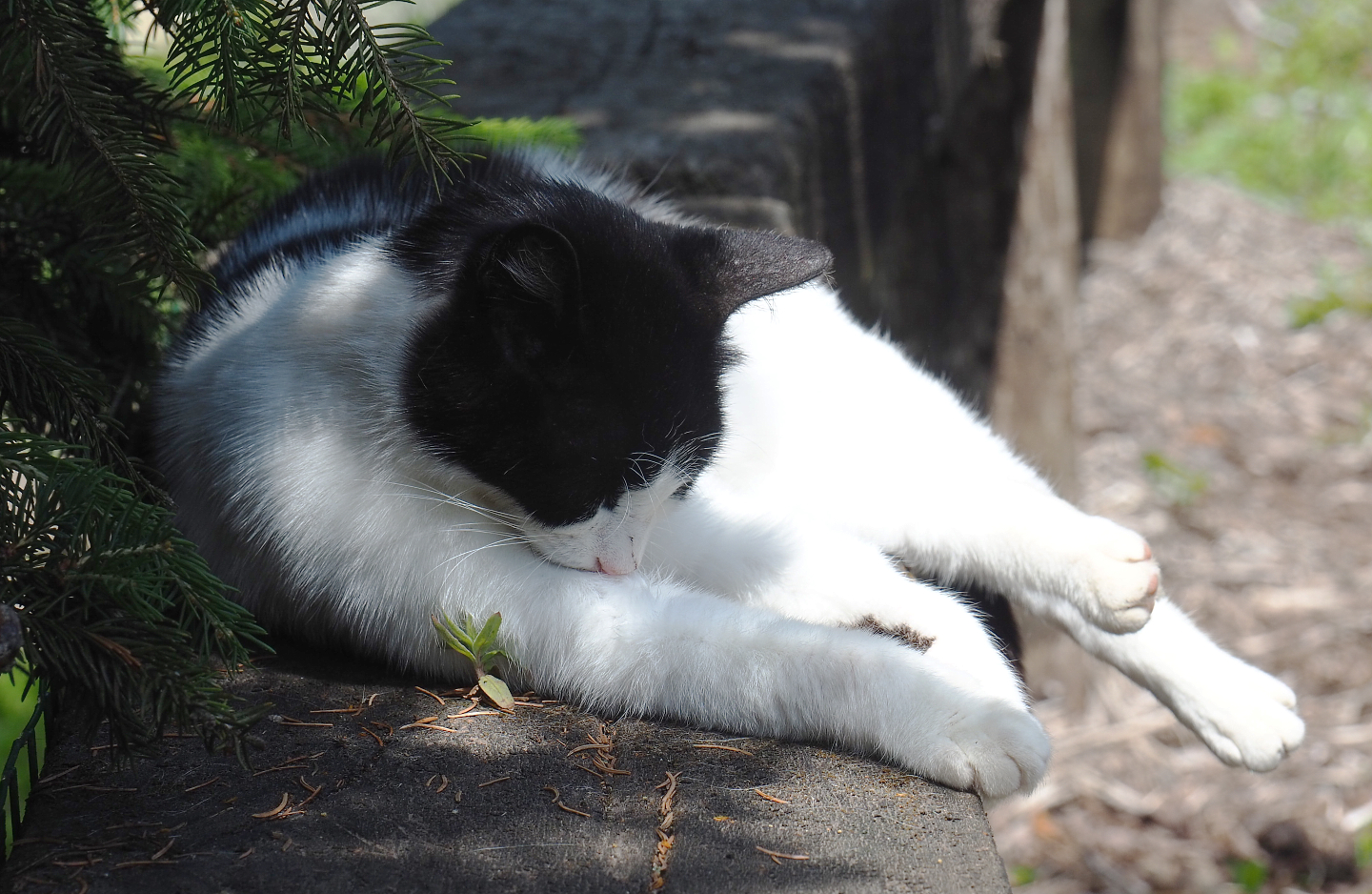 Free-ranging Domestic cat (Felis catus), 2020-06-20