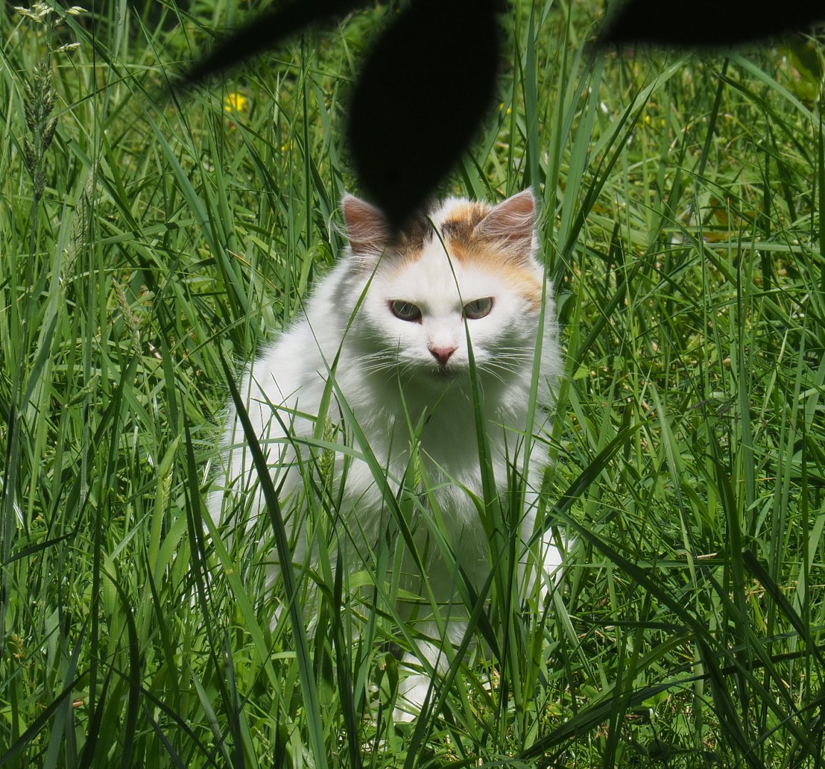 Free-ranging domestic cat (Felis catus), 2022-06-28