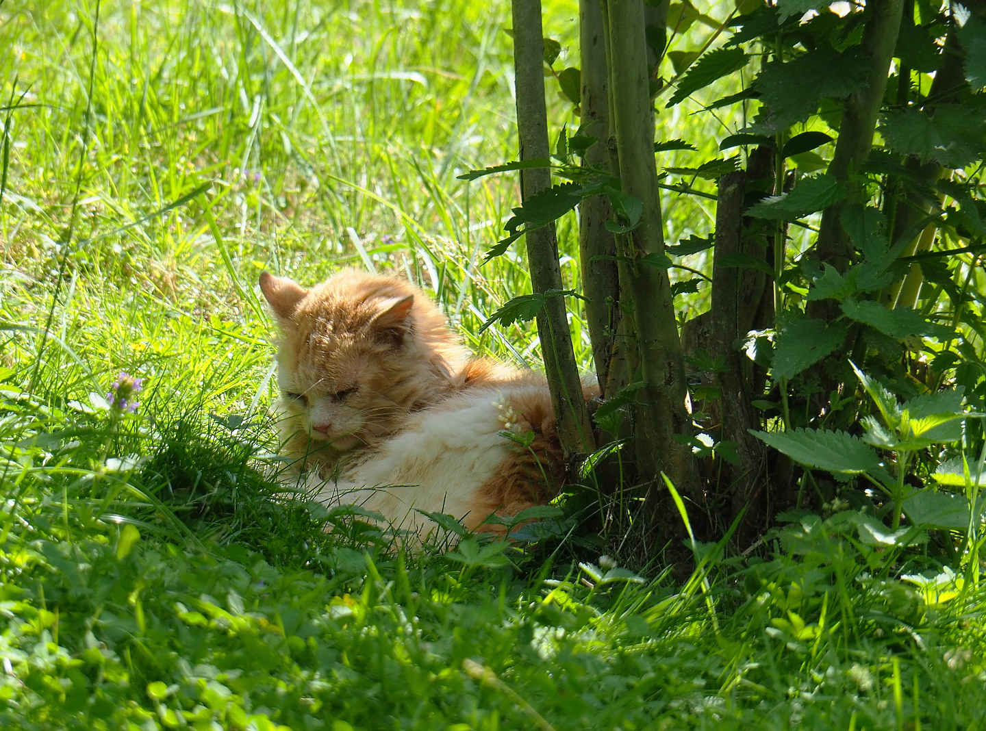 Free-ranging domestic cat (Felis catus), 2022-06-28