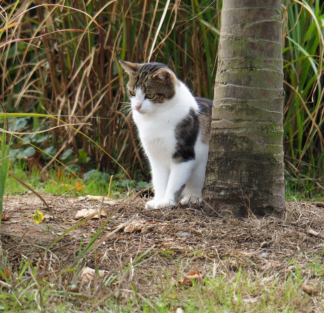 Free-ranging domestic cat (Felis catus), 2022-09-15
