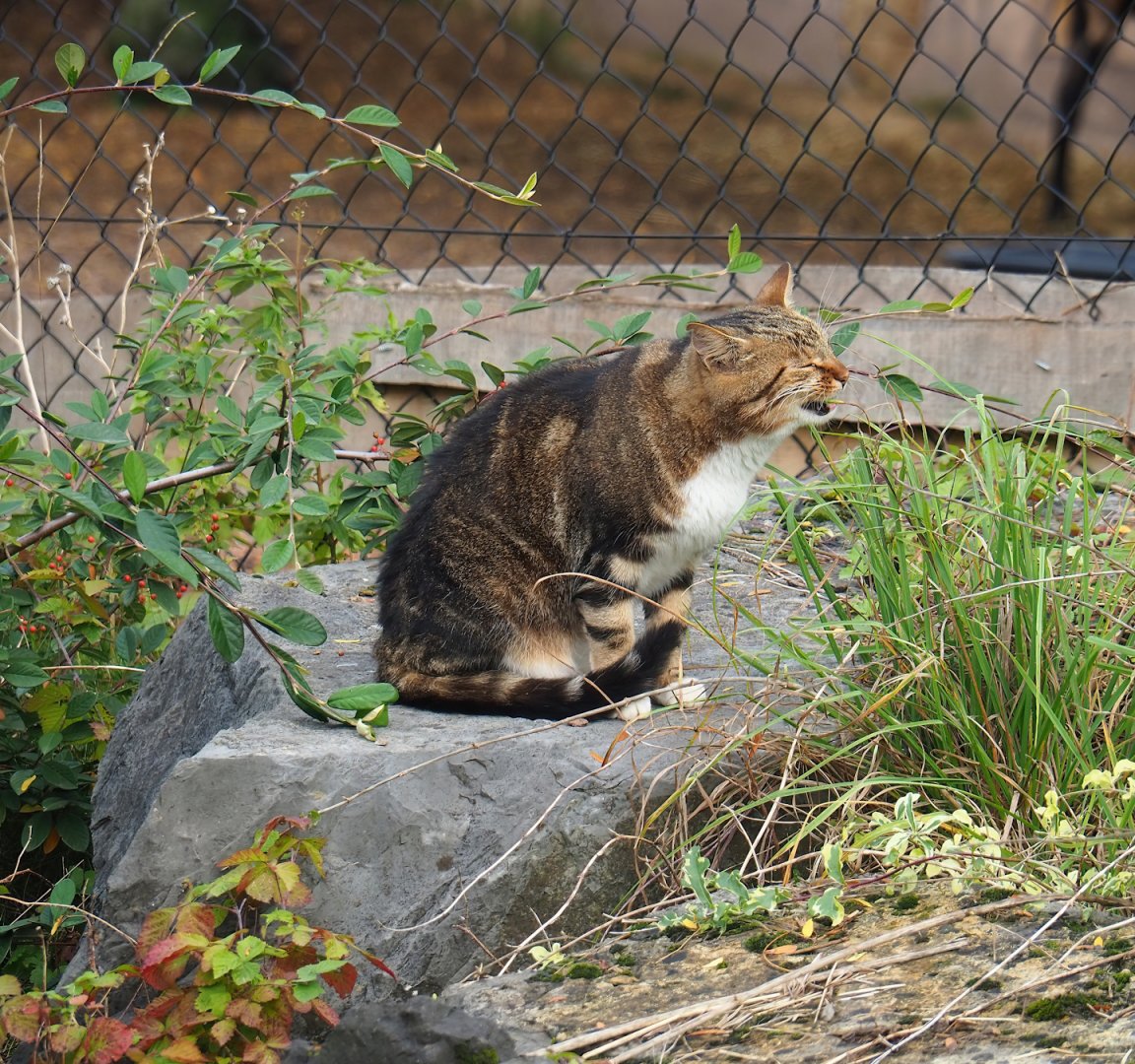 Free-ranging domestic cat (Felis catus), 2023-10-13