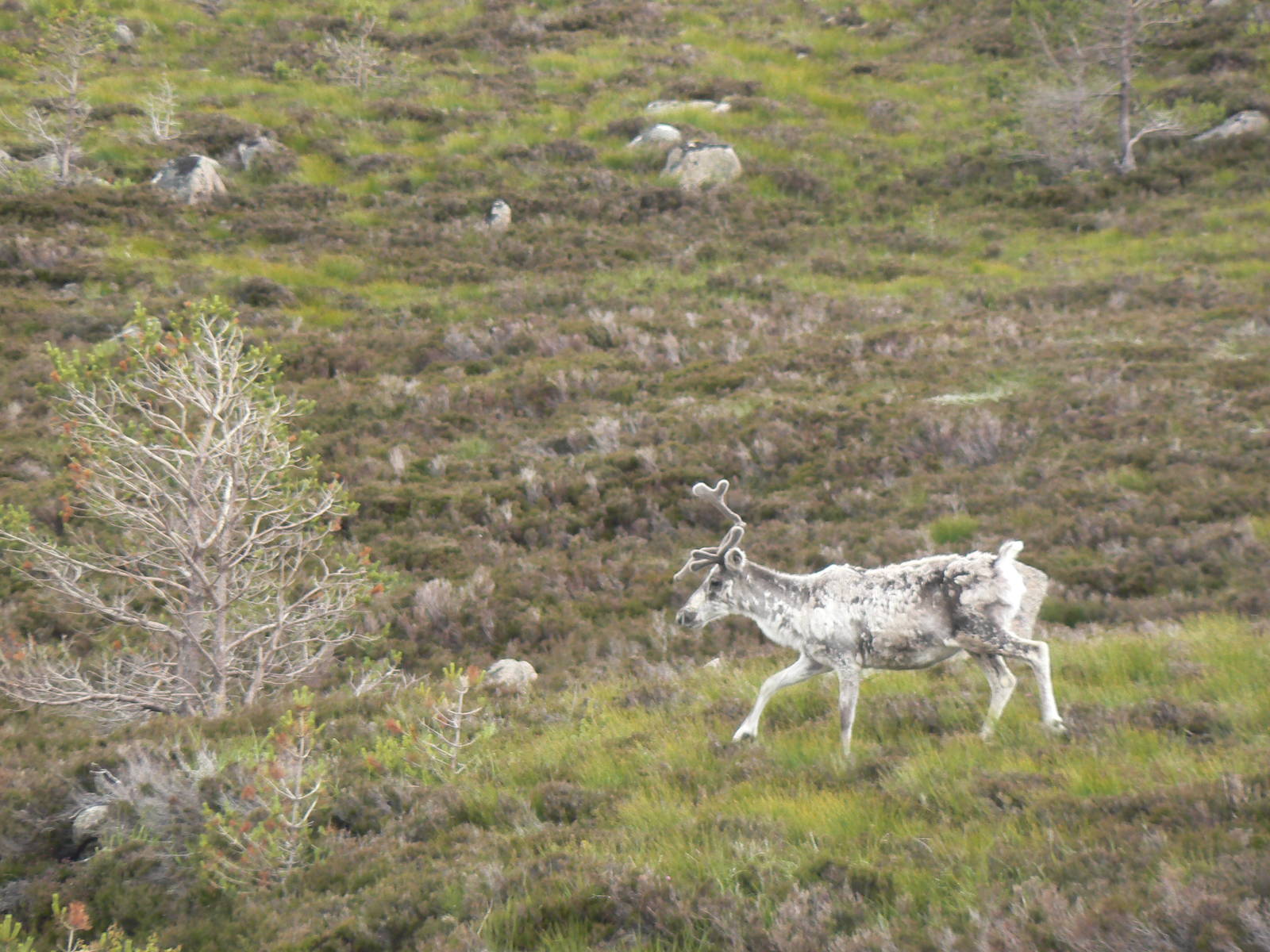 Free-ranging Domestic Reindeer In The Cairngorms
