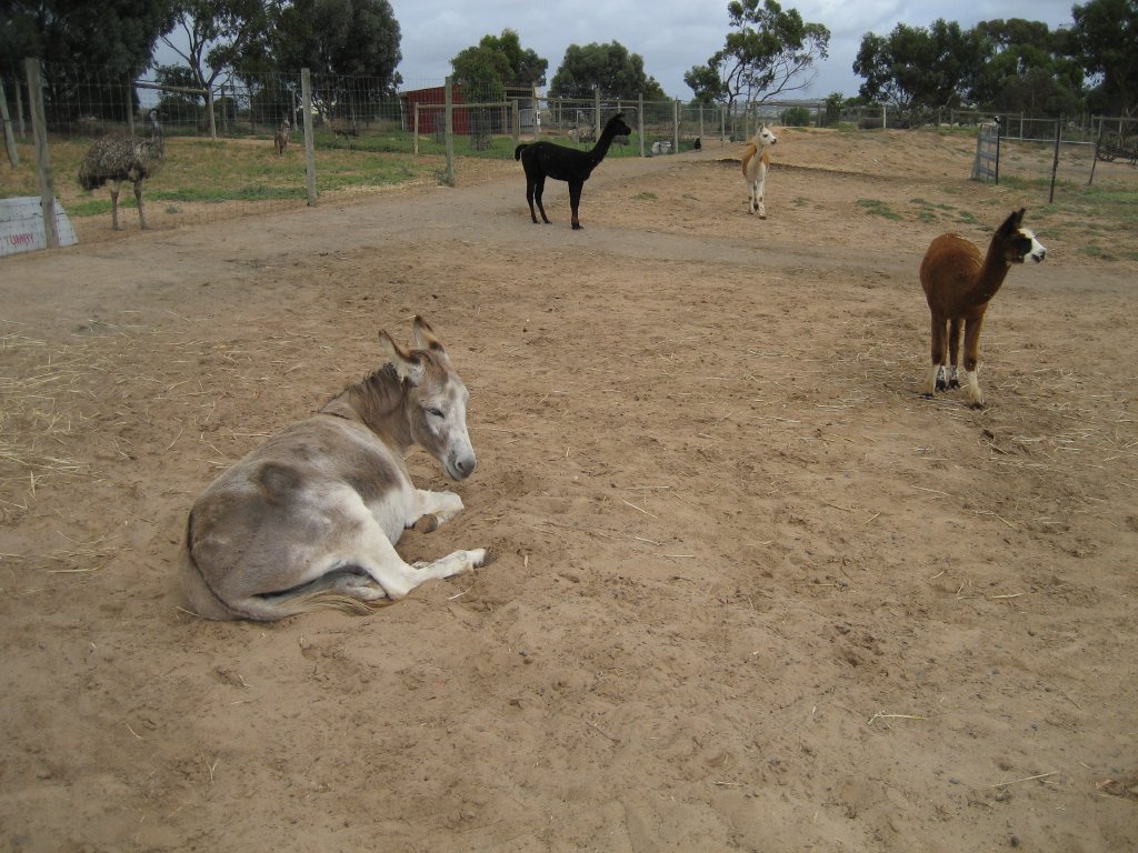 Free-ranging donkey and alpacas