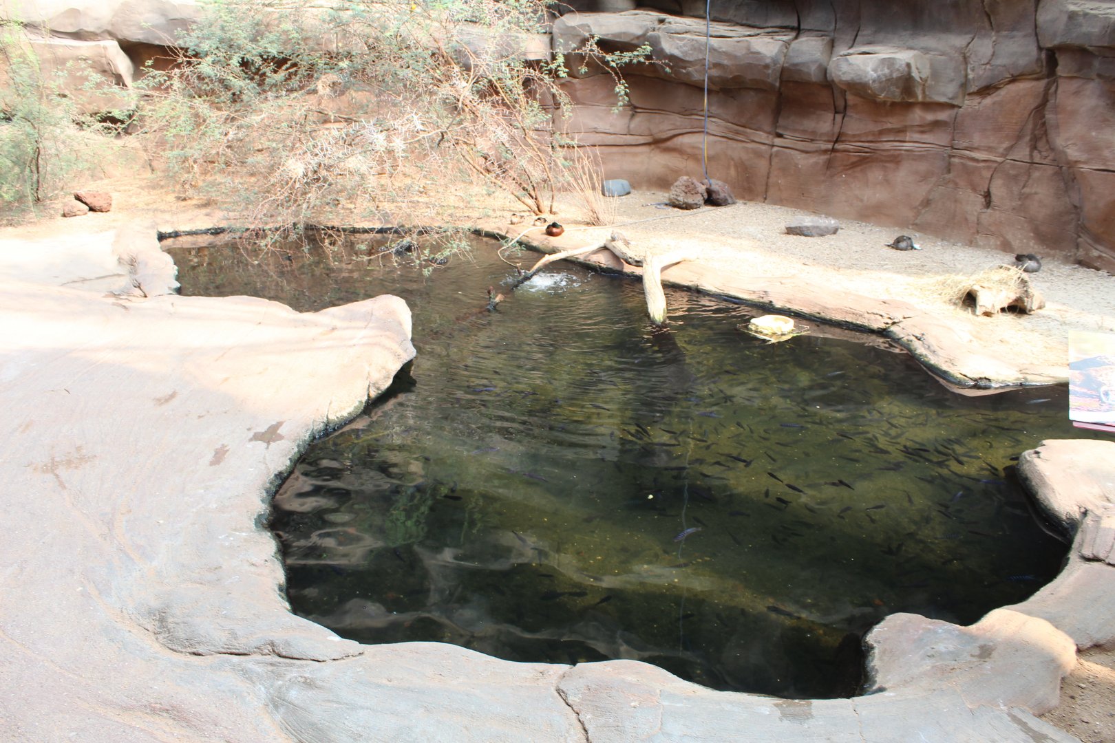 Free Ranging Duck/Teal Exhibit - Desert Dome