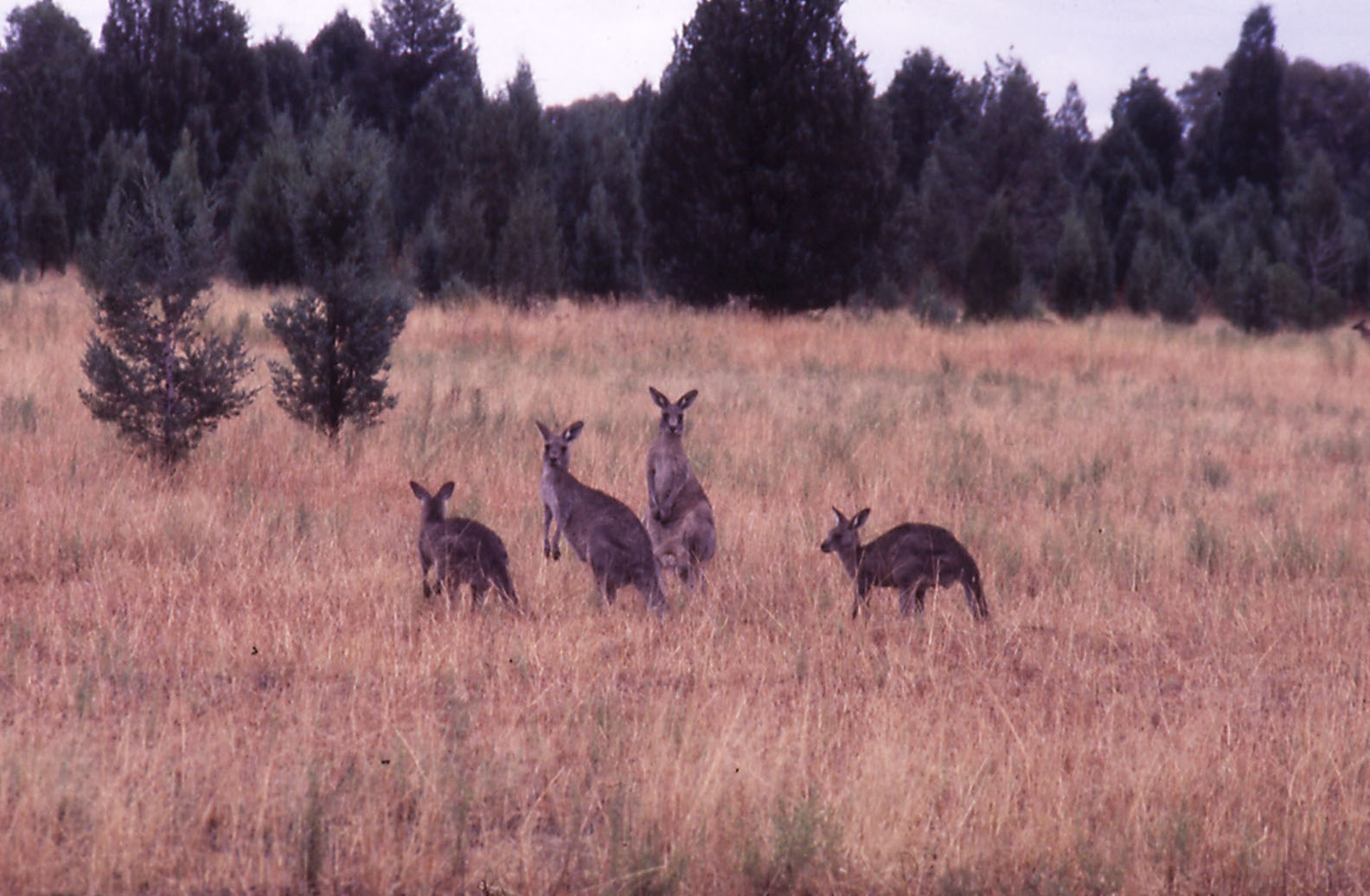 Free-ranging Eastern Grey Kangaroos - 1984