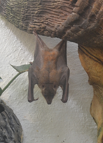 Free ranging Egyptian Fruitbat