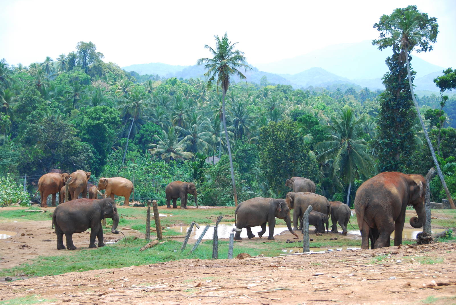 Free-ranging elephants