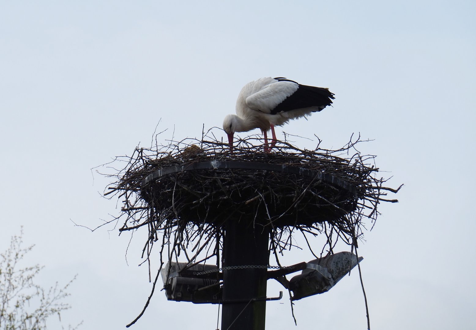 Free-ranging European white stork (Ciconia ciconia) on nest, 2019-04-06