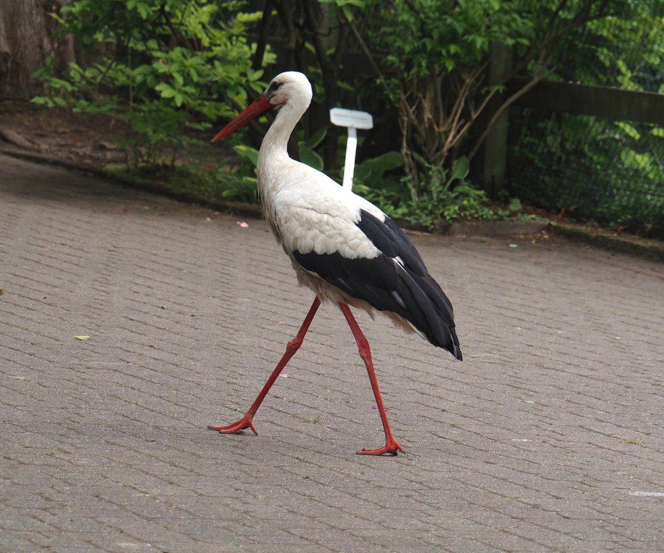 Free-ranging European white storks (Ciconia ciconia), 2024-05-21