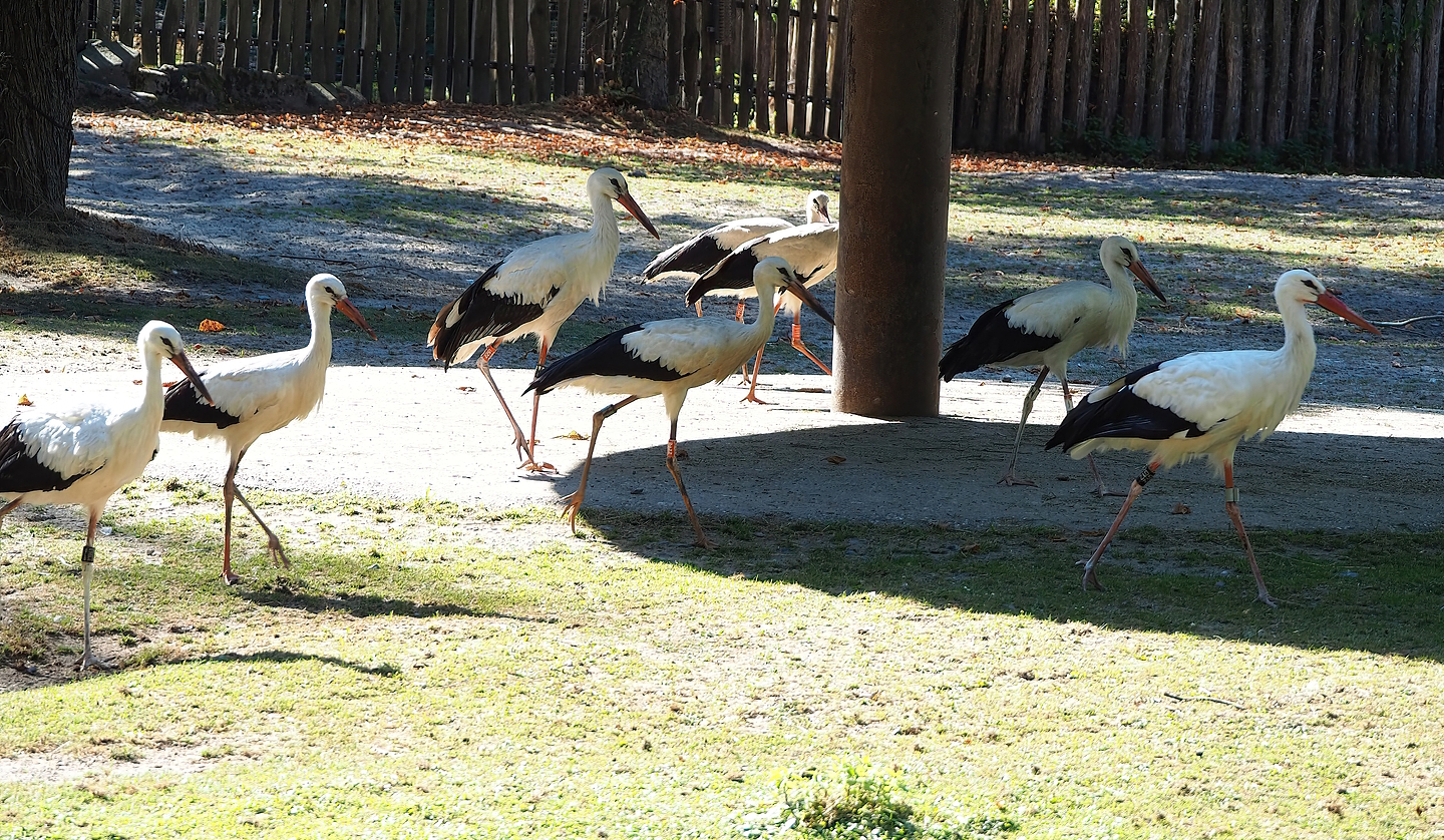 Free-ranging European white storks (Ciconia ciconia) in the Grévy's zebra exhibit, 2022-08-07