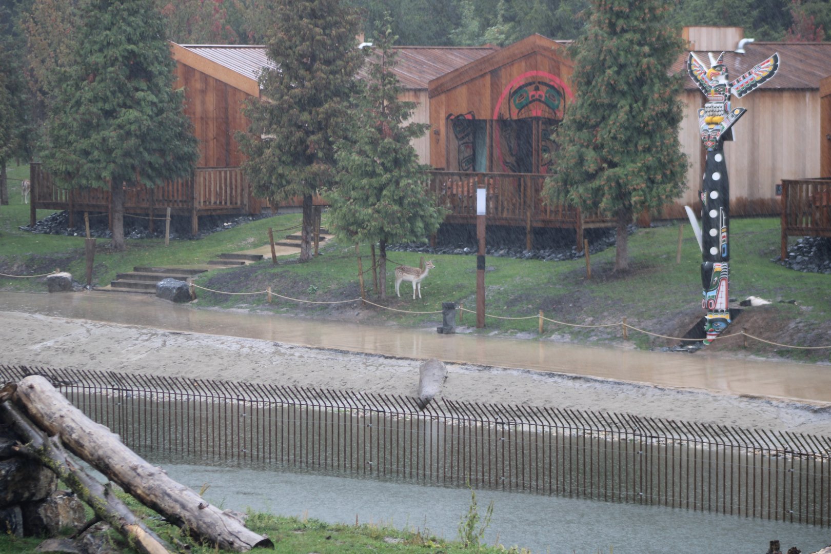 Free-ranging Fallow deer around the resorts