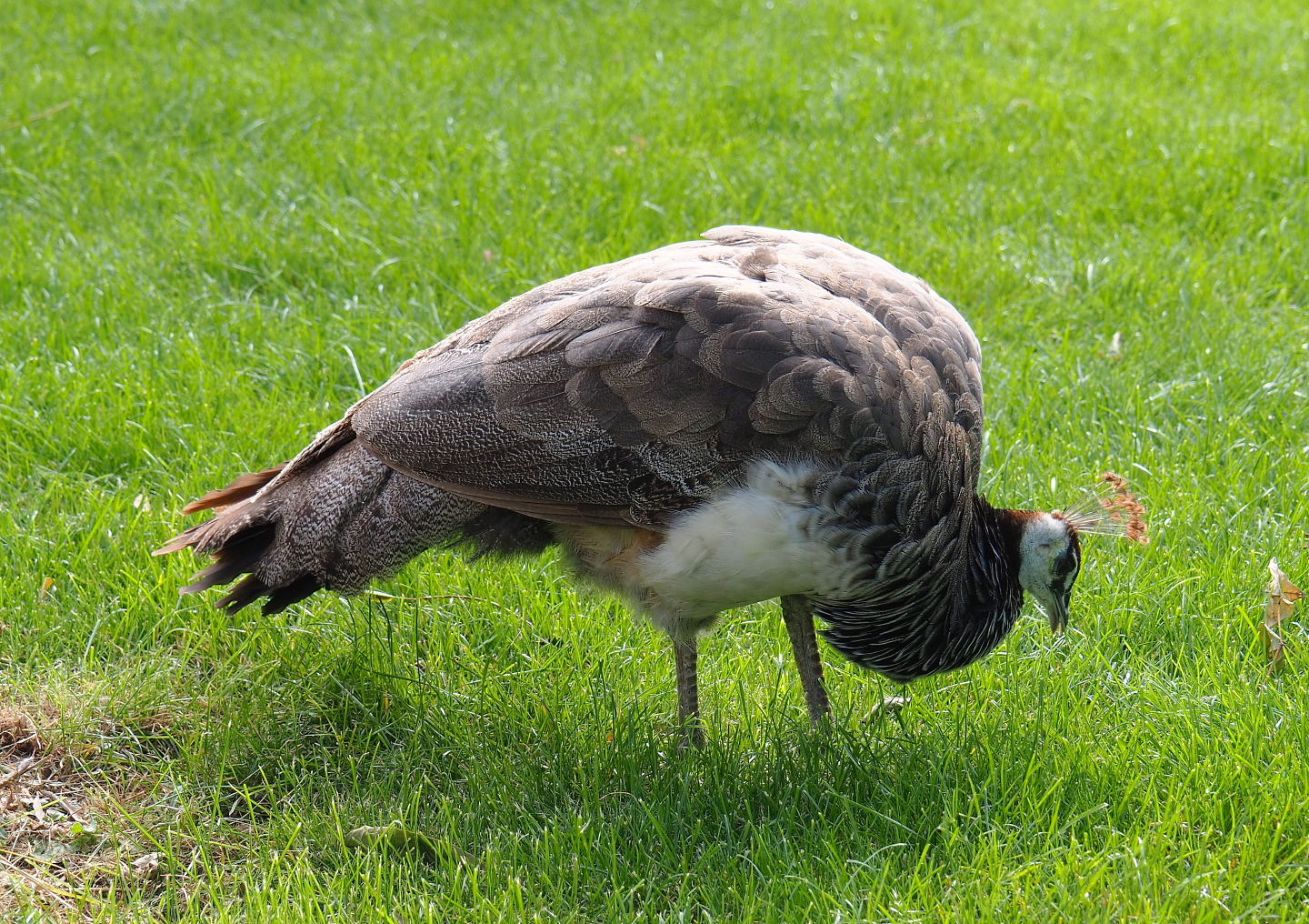 Free-ranging female Blue peafowl (Pavo cristatus), 2021-09-02