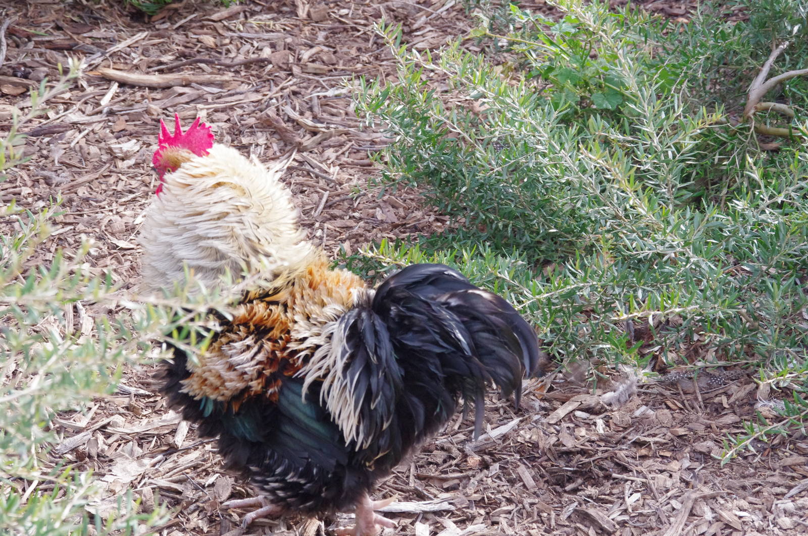 Free ranging Frizzle rooster