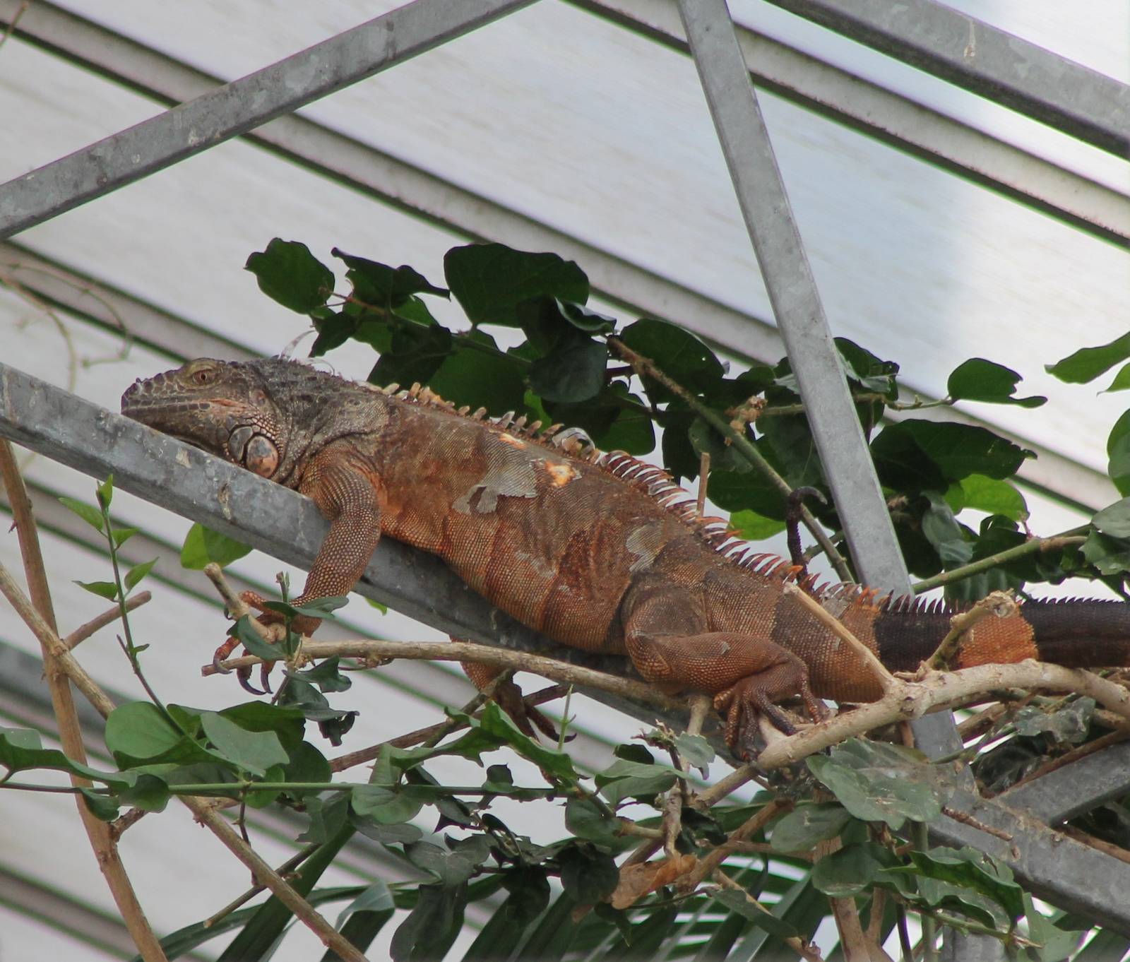 Free-ranging Green iguana