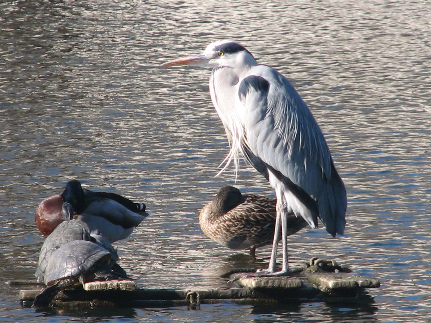 Free-ranging Grey heron