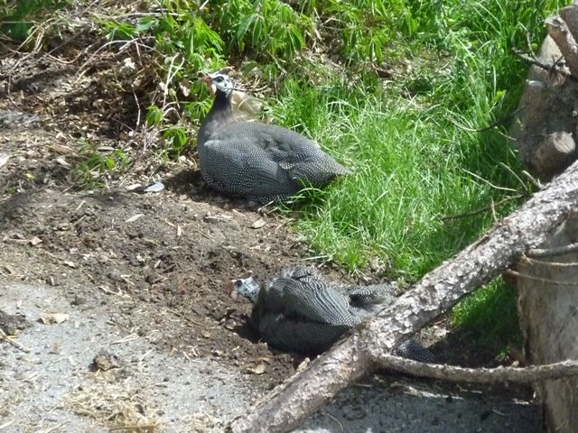 Free Ranging Guinea Fowl