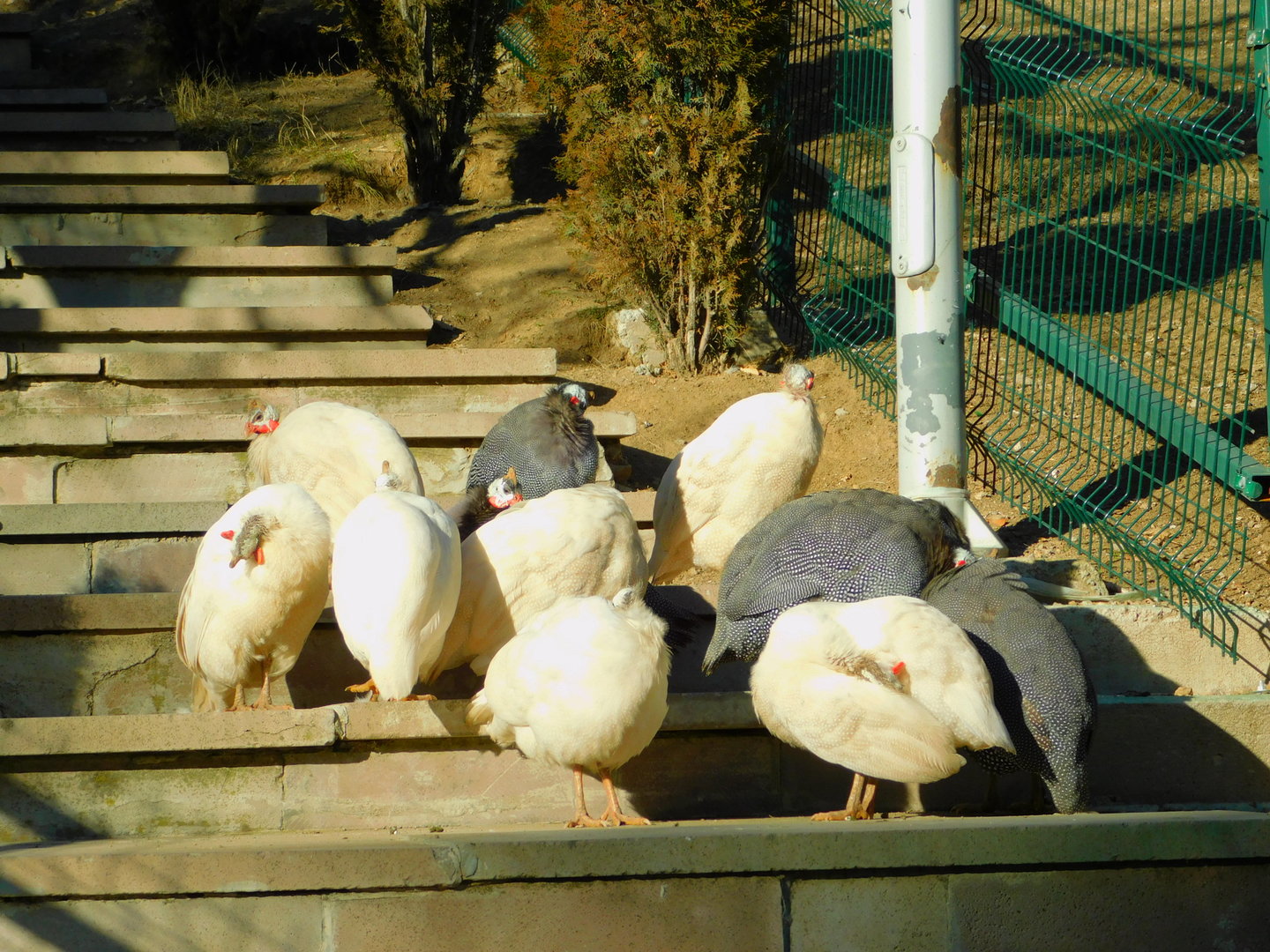 Free-ranging Guineafowl at the Ankara Domestic Animal Park
