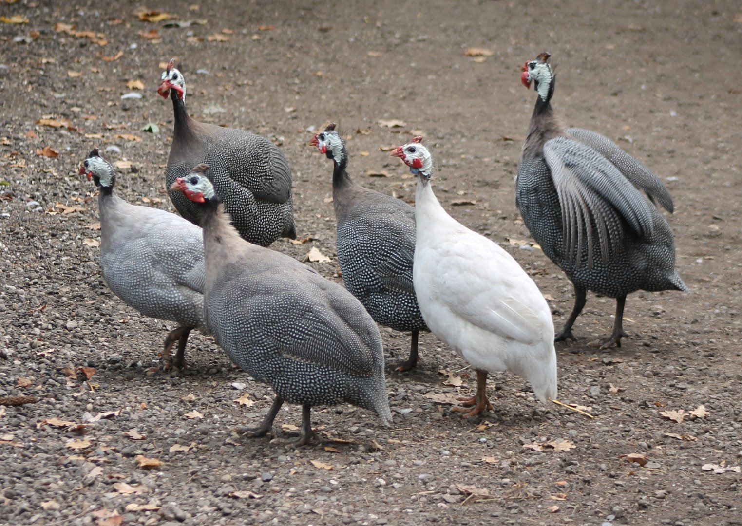 Free-ranging Helmeted guineafowl
