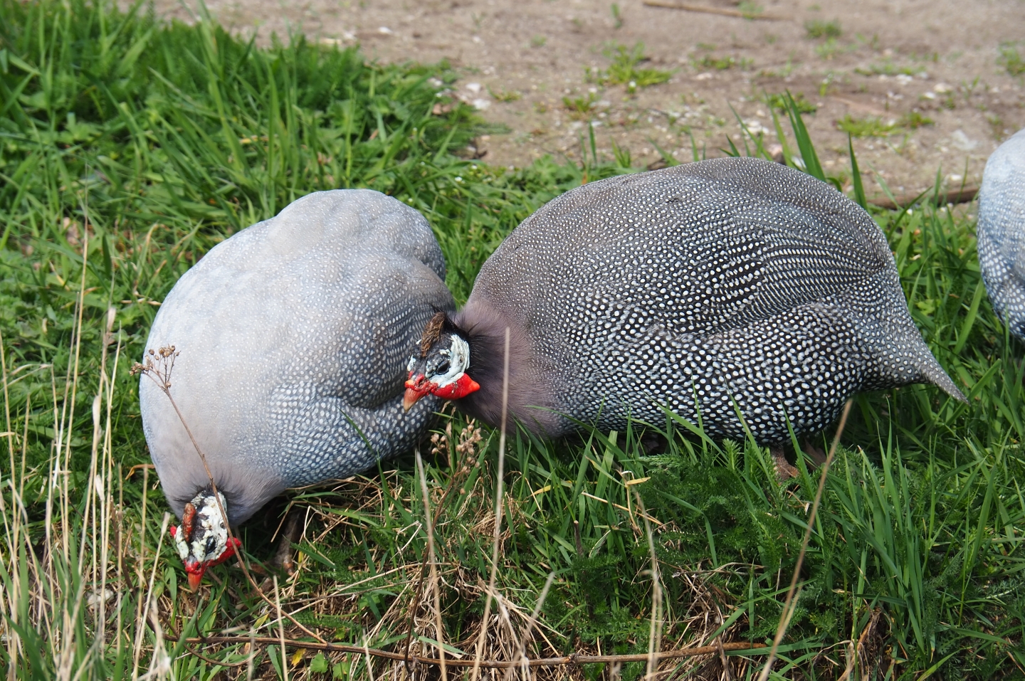 Free-ranging helmeted guineafowls (Numida meleagris), 2019-04-06