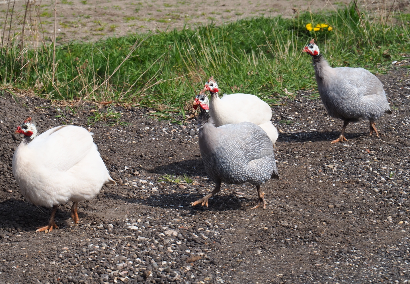 Free-ranging helmeted guineafowls (Numida meleagris), 2019-04-06