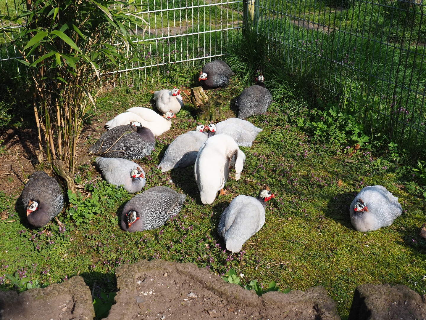 Free-ranging helmeted guineafowls (Numida meleagris), 2019-04-06