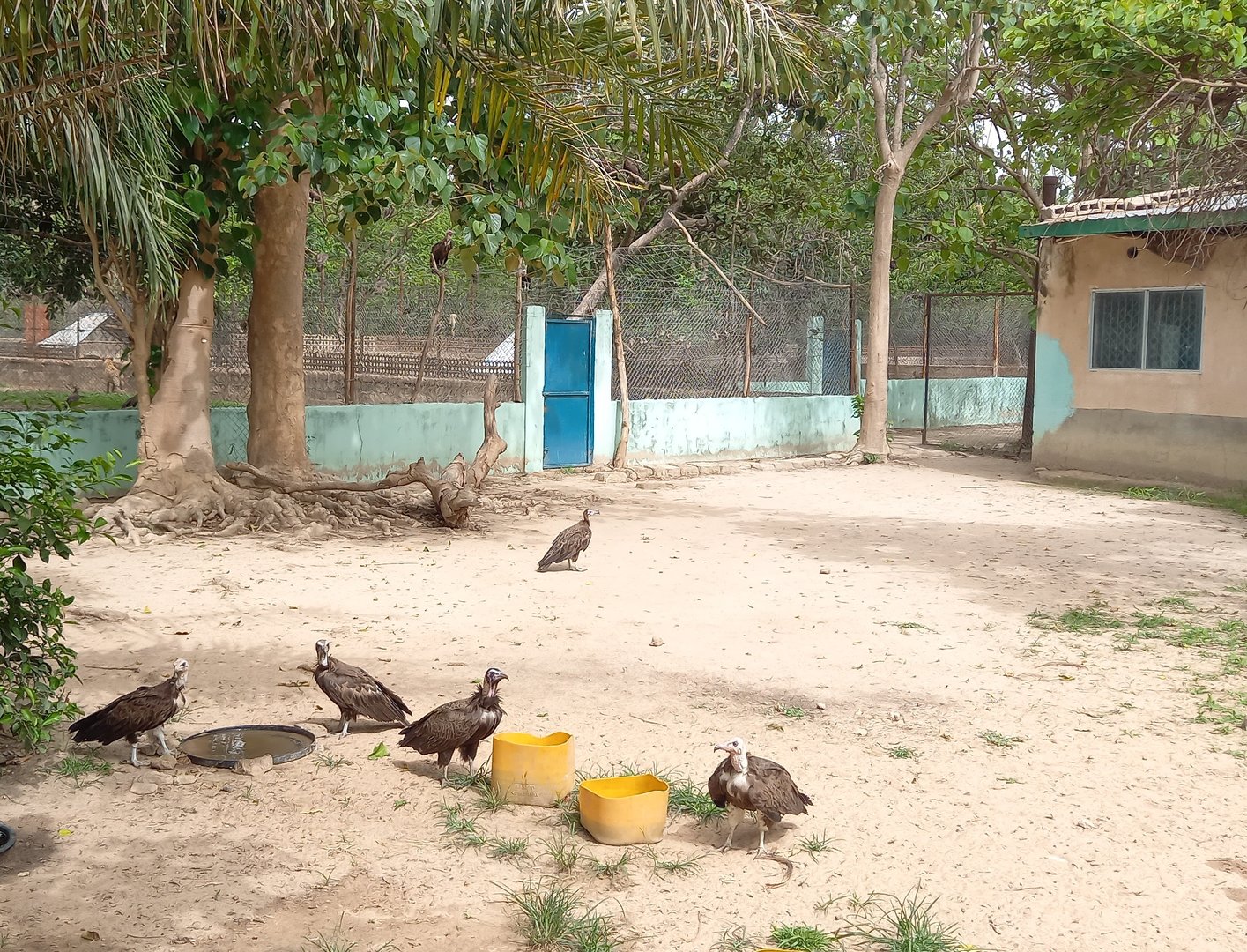 Free-ranging Hooded vultures
