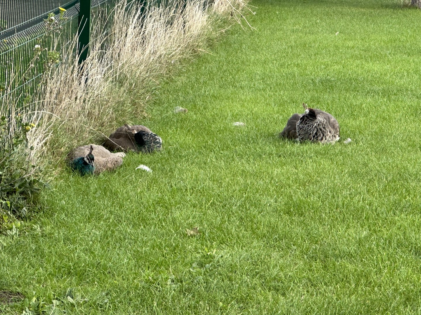 Free-ranging Indian Peafowl at Johnsons of Old Hurst (October 2023)