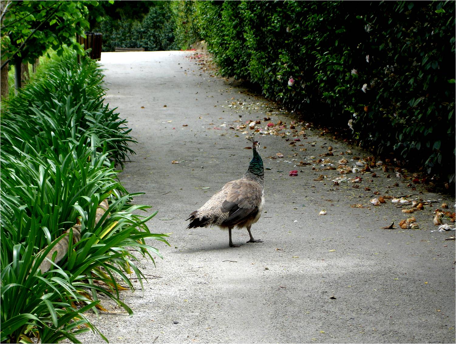 Free-Ranging Indian Peafowl at Zoo Santo Inacio, 20/04/11