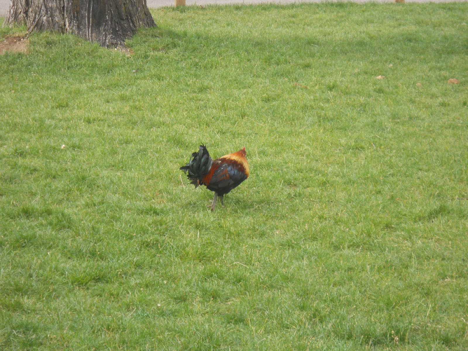Free ranging jungle fowl