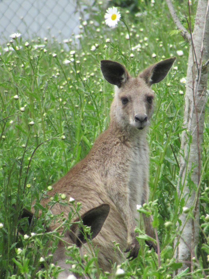 Free-ranging kangaroo
