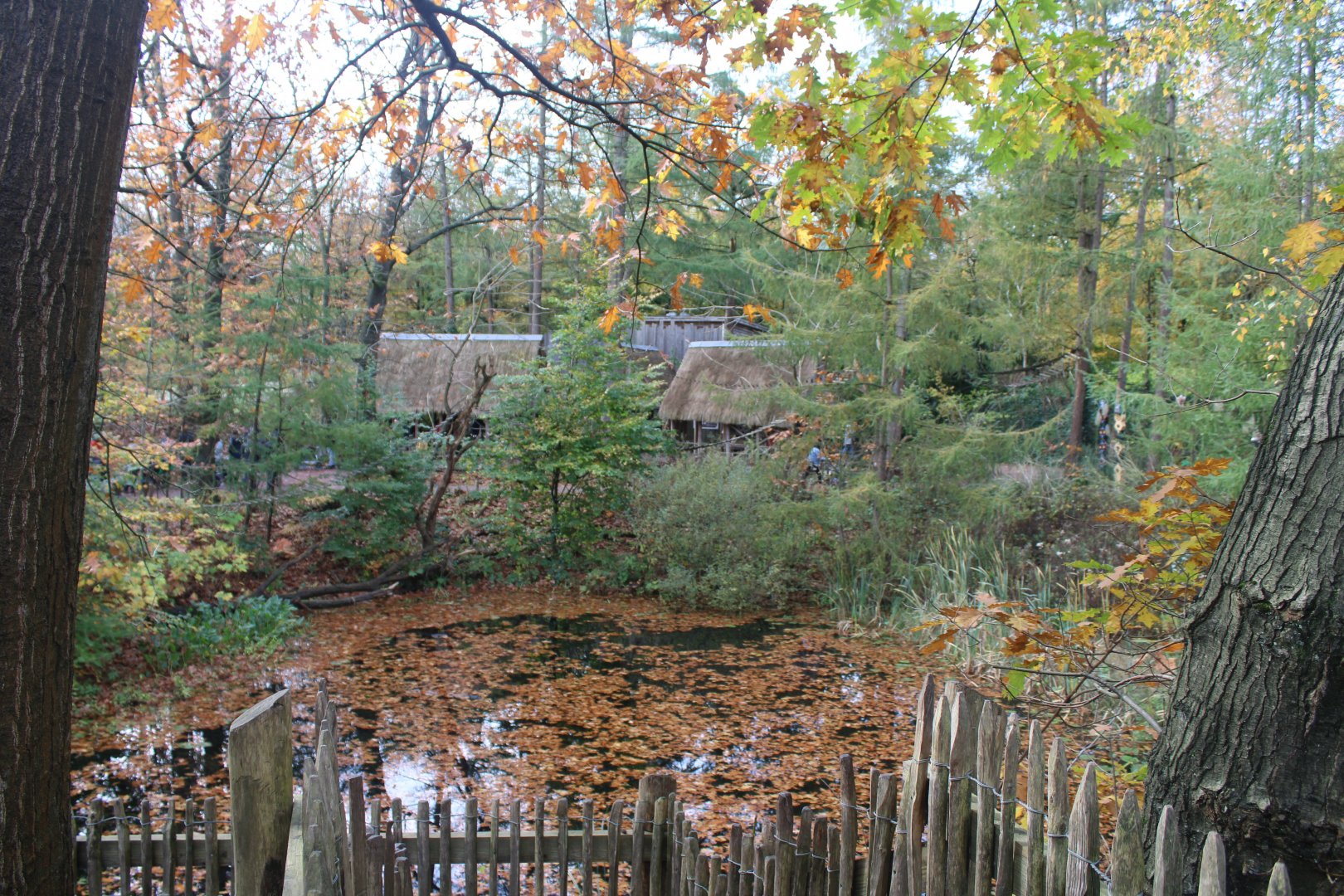 Free-ranging Lemur-area