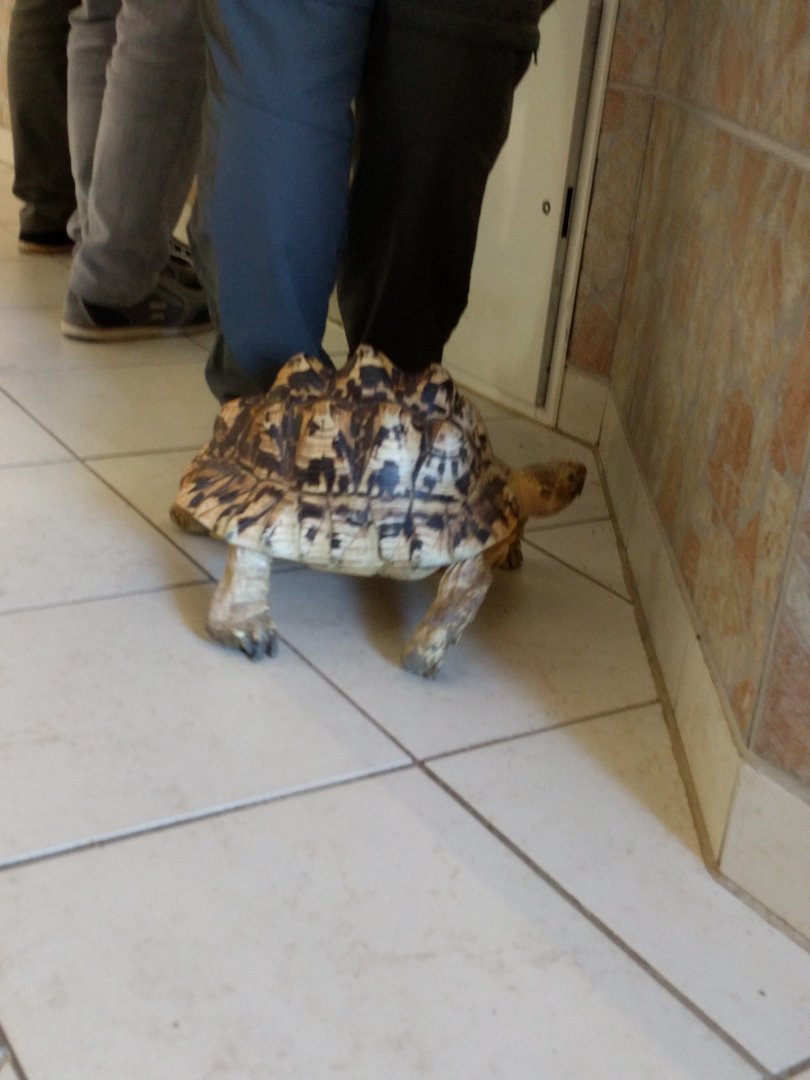 Free ranging Leopard Tortoise
