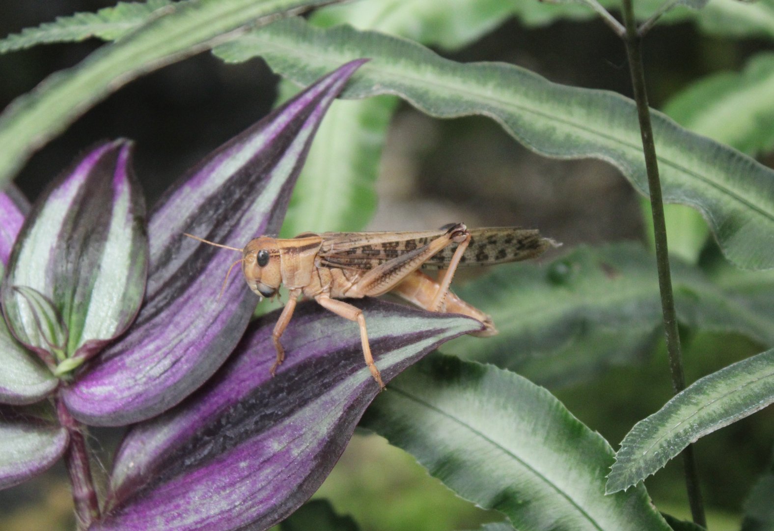 Free-ranging Locust