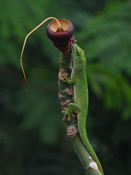 Free ranging Madagascar day gecko (Phelsuma madagascariensis/grandis)
