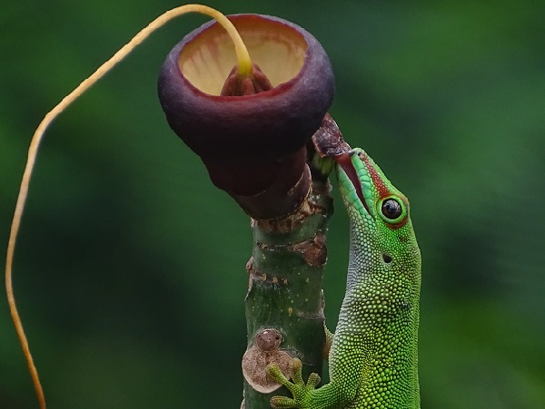 Free ranging Madagascar day gecko (Phelsuma madagascariensis/grandis)