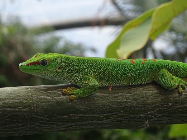 Free ranging Madagascar day gecko (Phelsuma madagascariensis/grandis)