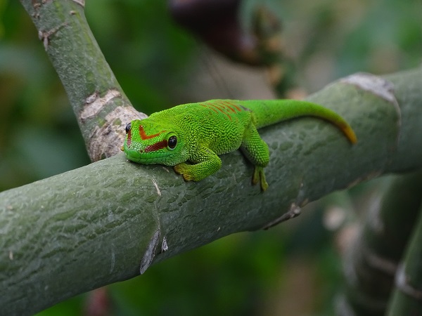 Free ranging Madagascar day gecko (Phelsuma madagascariensis/grandis)