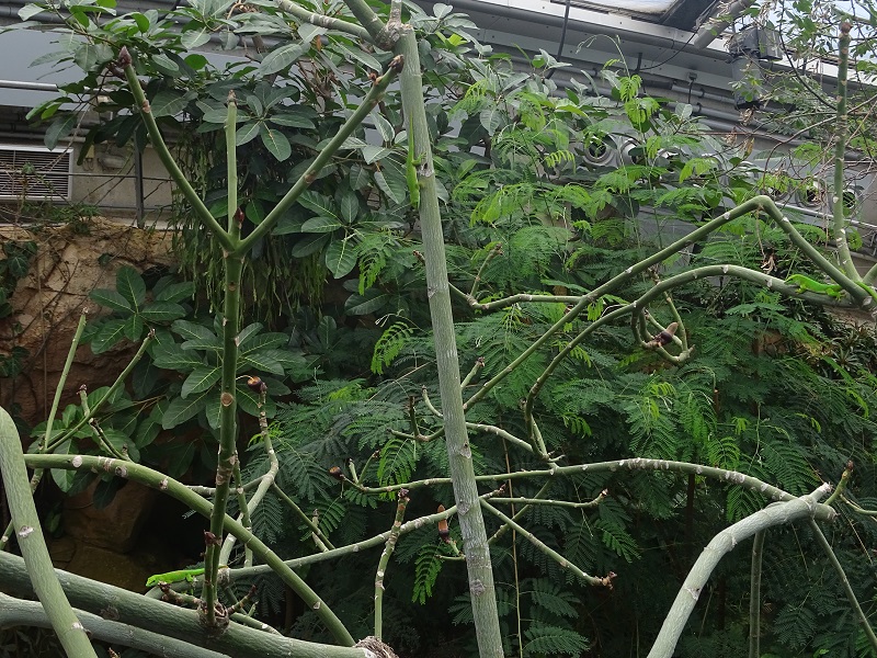 Free ranging Madagascar day geckos. Can you find all 3?