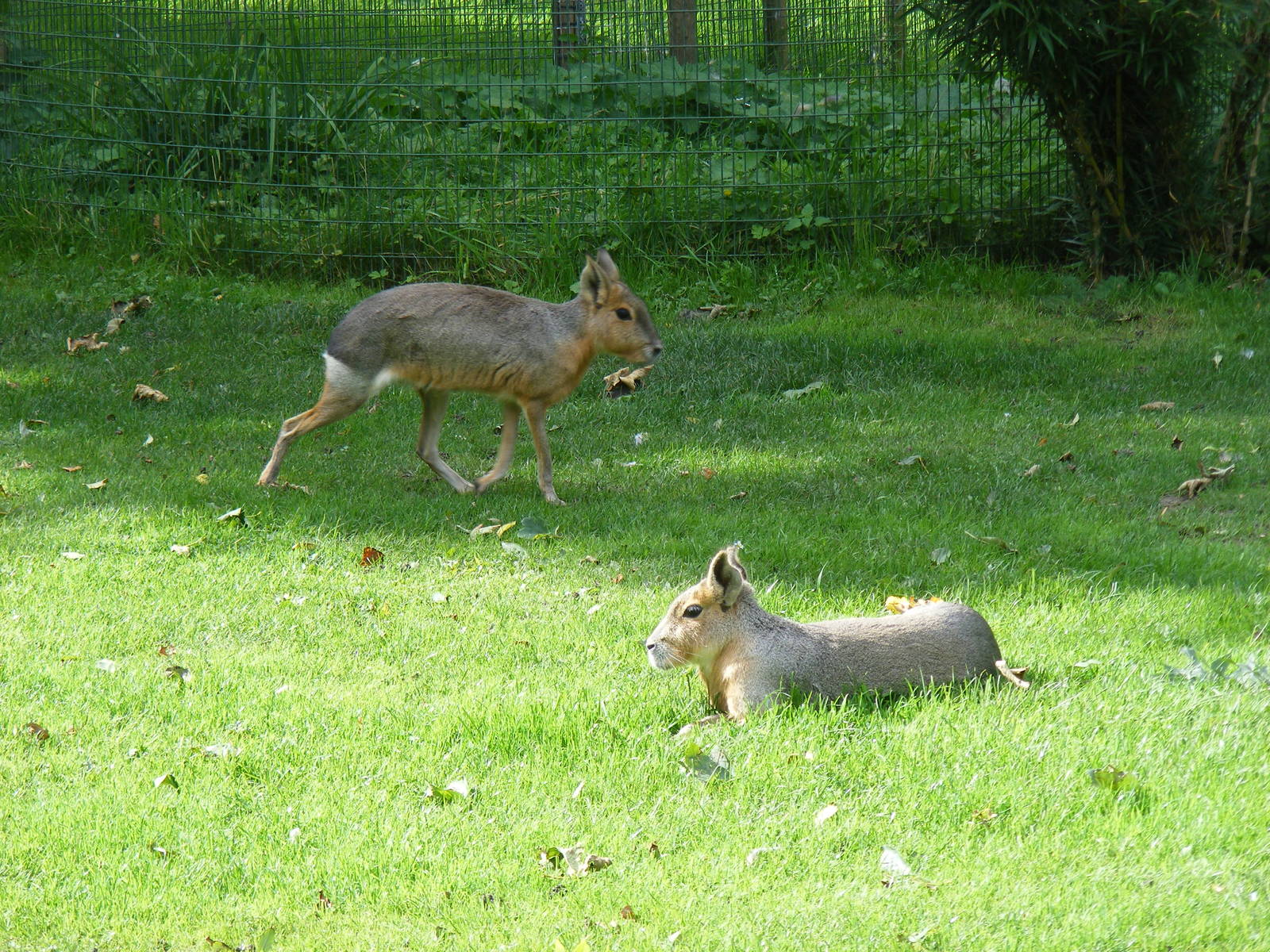 Free ranging maras at Amazona Zoo, 15 September 2010