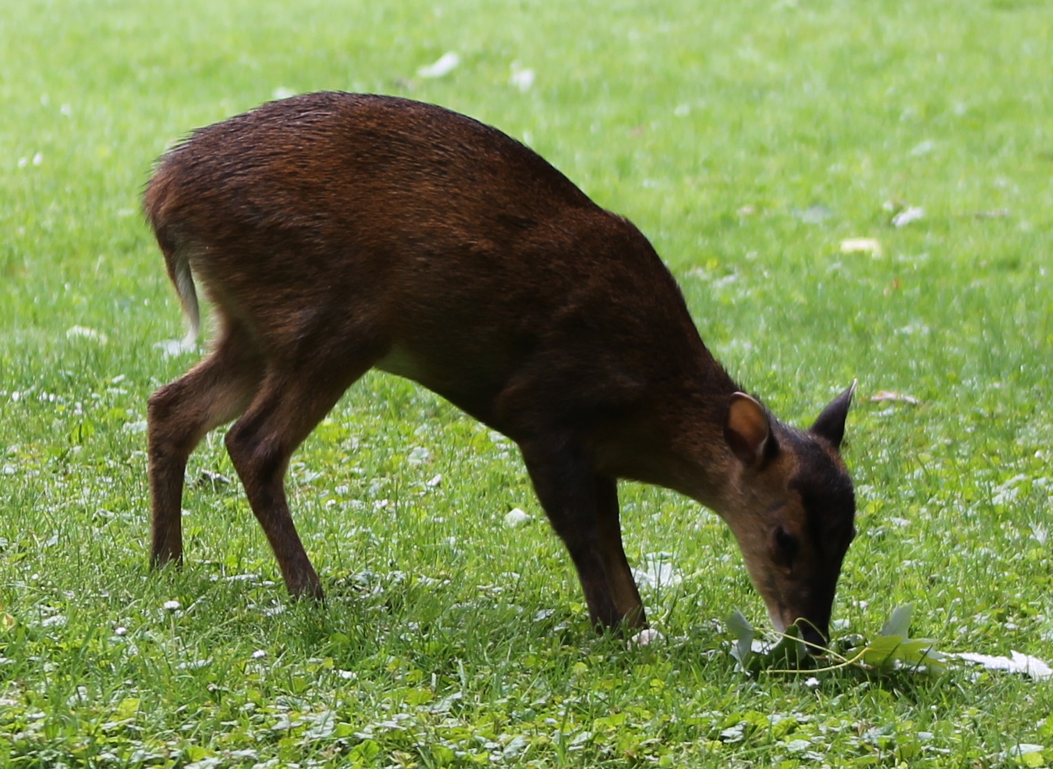 Free-ranging muntjac